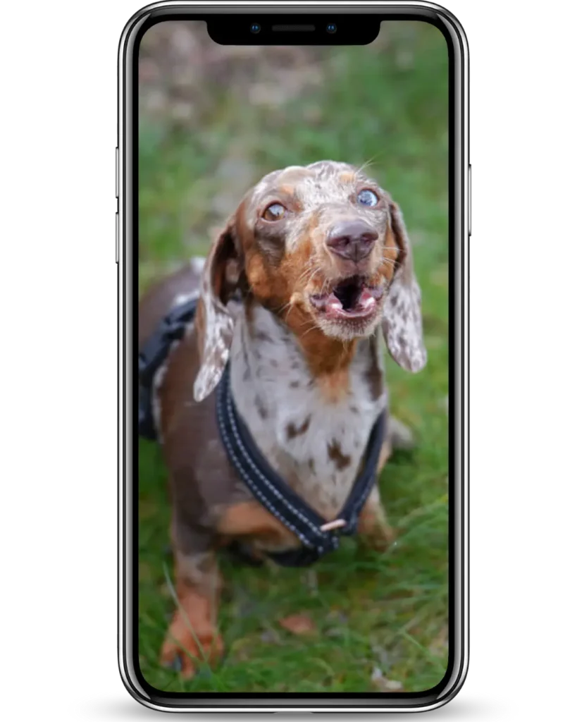 Dog Sitting And Dog Walking Howling Dog