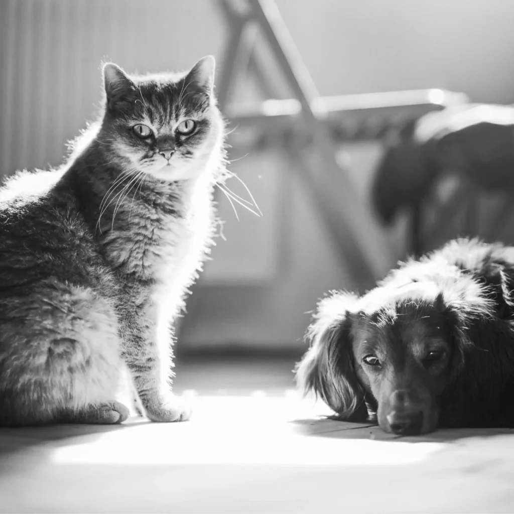 Pet Sitting Service edited 1